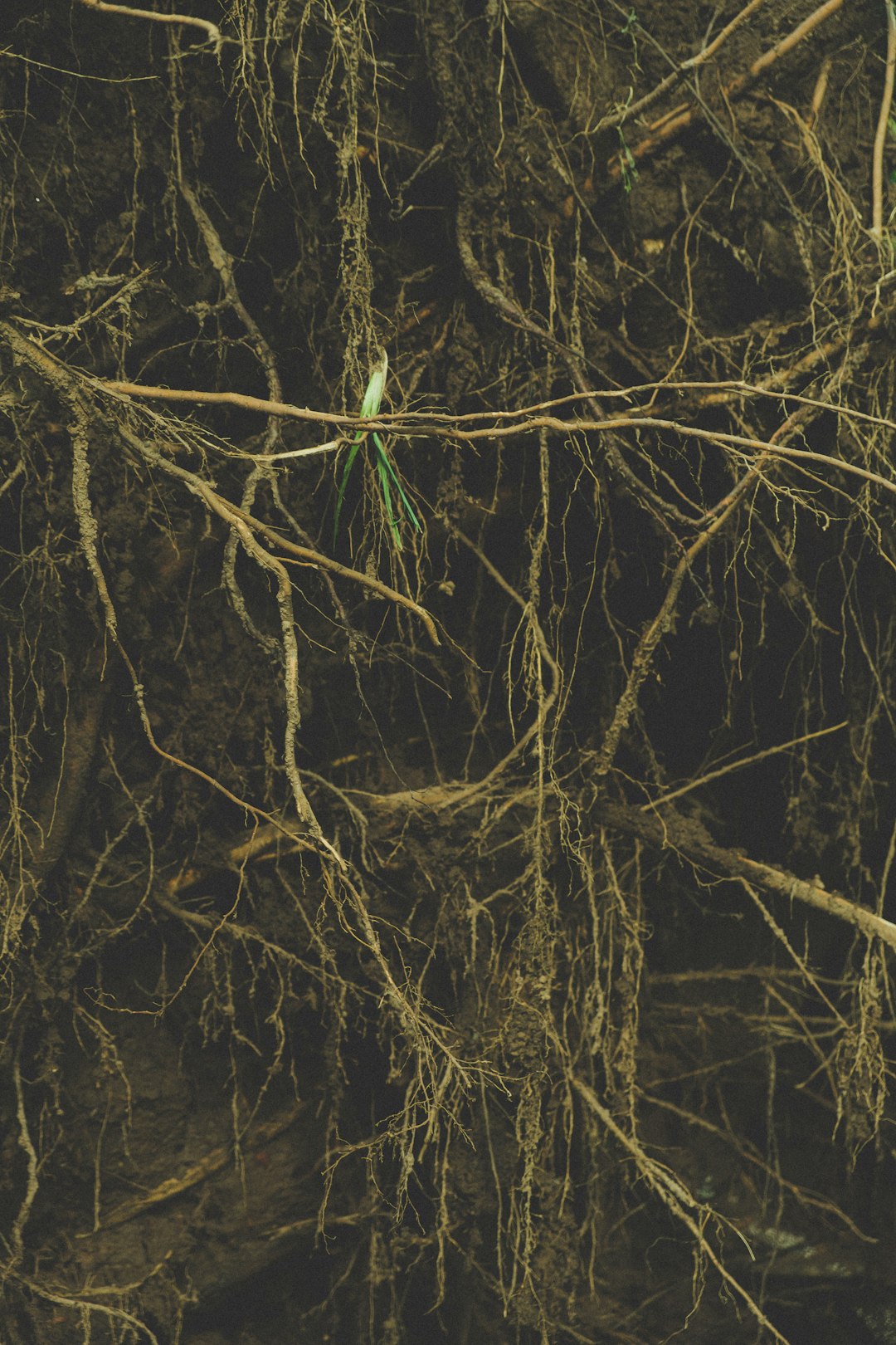 不妊の原因は子宮ではなかった？最新研究が暴いた”脳の免疫細胞”という黒幕