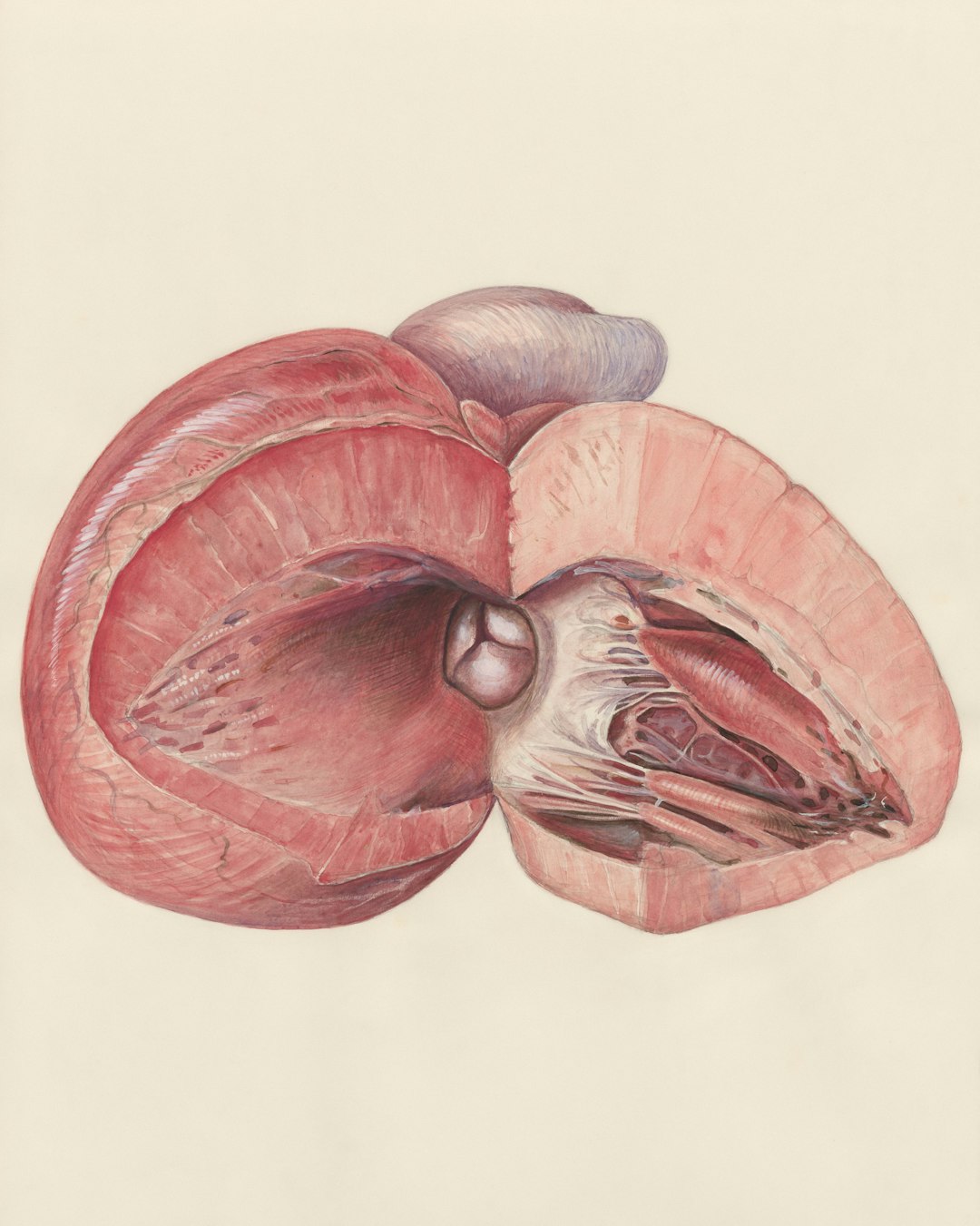 Nature Medicineが発見：PCOS女性の救世主か？「16時間断食」の驚くべき減量効果